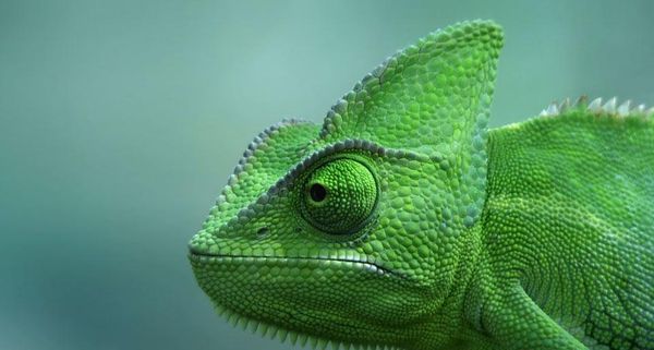 ChameleonVideo