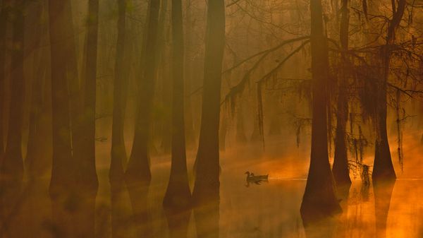 Mallards in a cypress swamp, Calcasieu River, Louisiana, USA