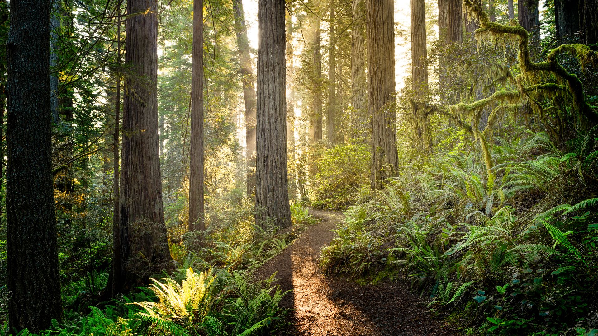 Sunrise in Redwood National and State Parks, California, United States