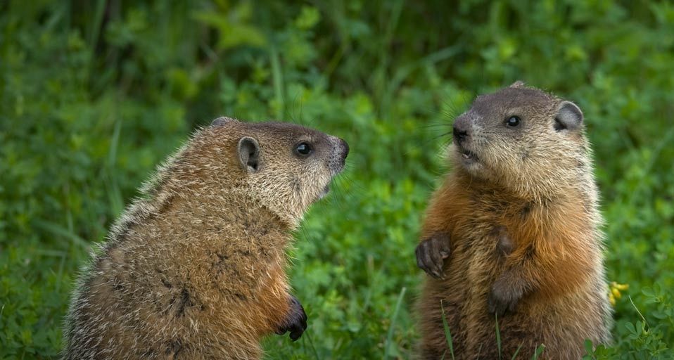 Groundhog siblings in a green meadow near Ontario, Canada