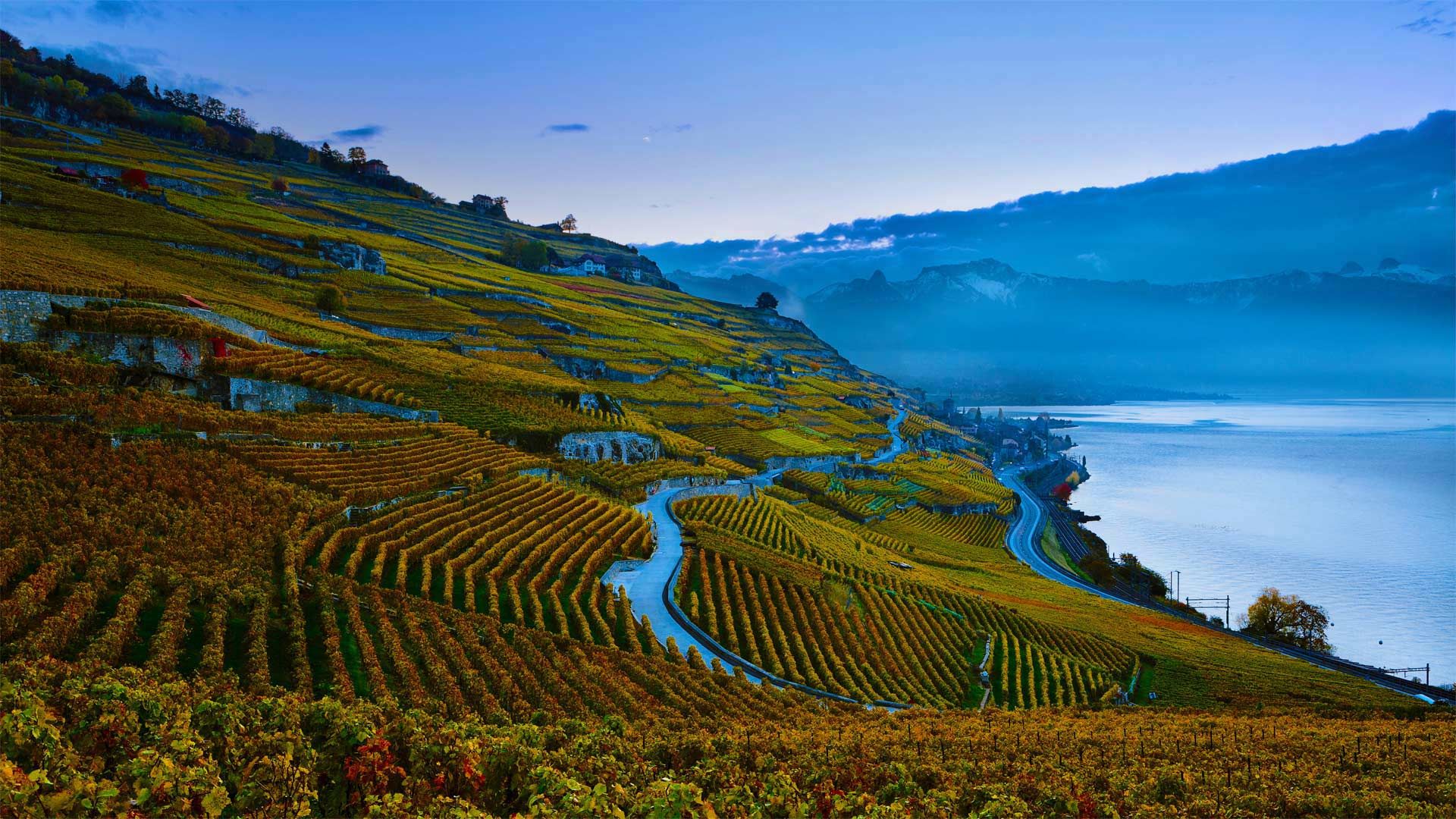 Steeply terraced vineyards of the Lavaux region on the shores of Lake Geneva, Switzerland