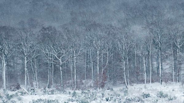 Beech forest covered with frost and snow, Ardennes, Belgium