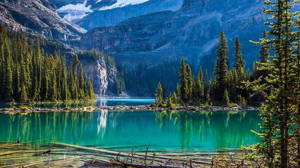 Evergreen trees at Lake O'Hara, Yoho National Park, B.C.