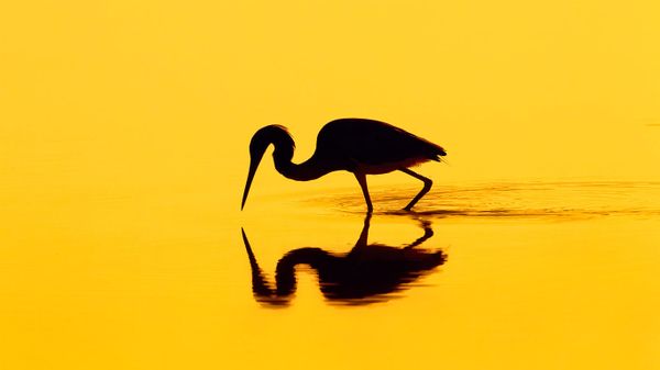 Silhouette of a heron