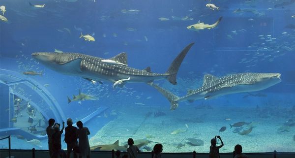 ｢沖縄美ら海水族館｣沖縄, 備瀬