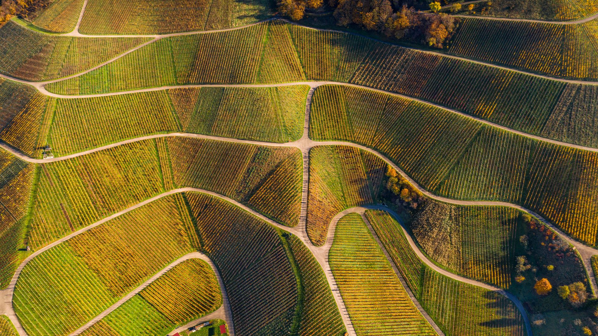 Aerial view of vineyards in autumn, Varnhalt, Black Forest, Germany