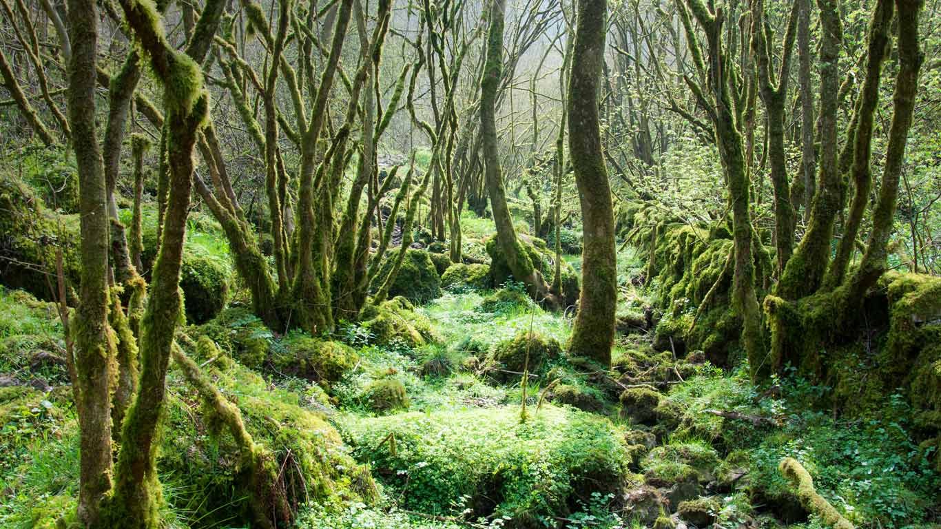 Trees covered in moss at Monk’s Dale in the Peak District, Derbyshire, England