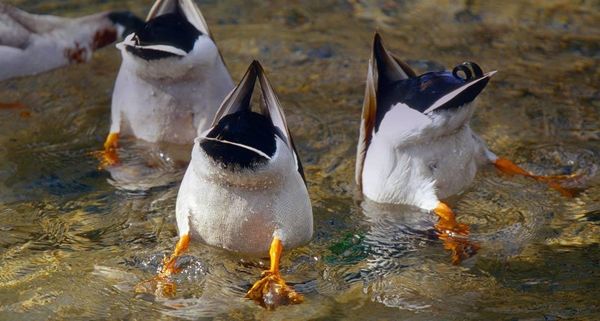 MallardTails