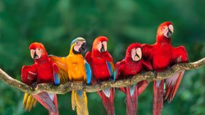 Macaws, Tambopata National Reserve, Peru (© Frans Lanting/Getty Images)(Bing New Zealand)
