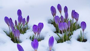 ｢雪とクロッカス｣ (© Lorianne Ende/Getty Images)(Bing Japan)