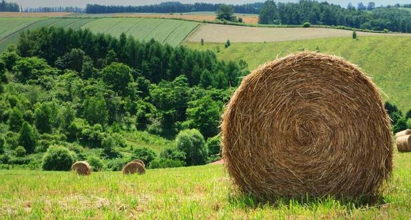Haybales