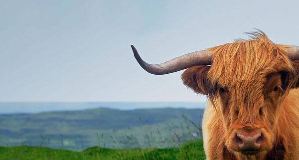ScottishCow