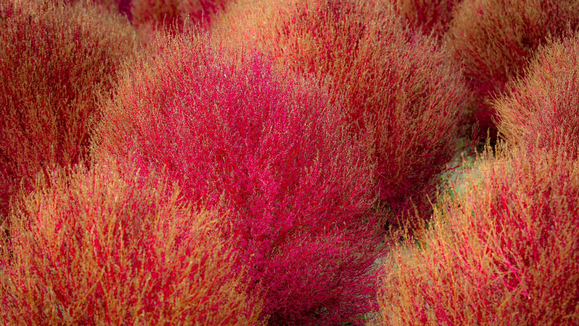 Kochia, Parco Hitachi, Prefettura di Ibaraki, Giappone