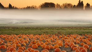 Pumpkin field, Victoria, British Columbia, Canada (© Shaun Cunningham/Alamy Stock Photo)(Bing United Kingdom)