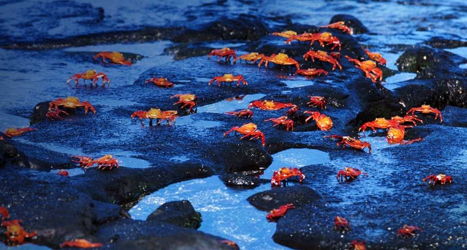 Red rock crabs (Grapsus grapsus), Galapagos Islands, Ecuador