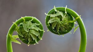 Fiddlehead fern fronds, Quebec, Canada (© Marianna Armata/Getty Images)(Bing Australia)