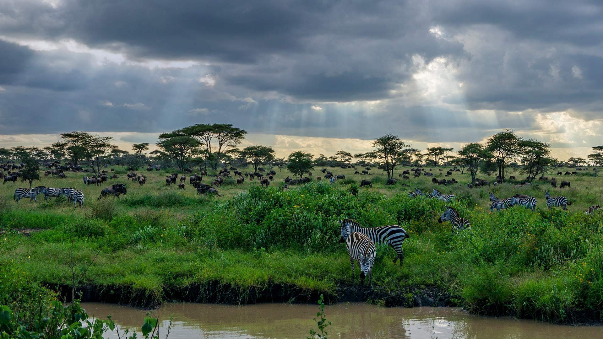 Zebras and wildebeests in the Serengeti National Park, Tanzania