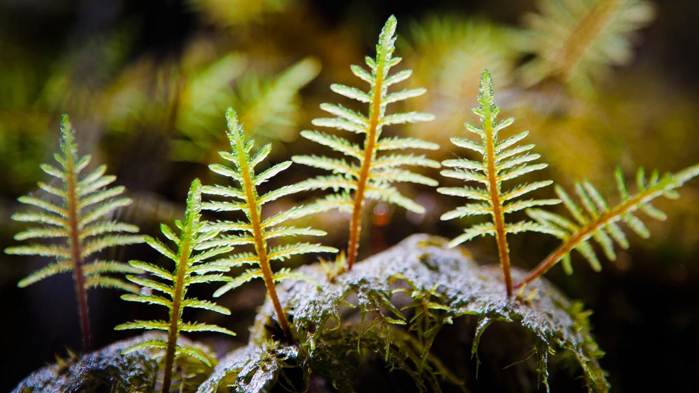 Stair-step Moss (Hylocomium Splendens) illuminated by sunlight in a damp forest