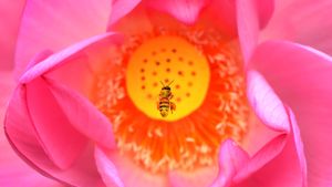 Une abeille se plonge dans un lotus indien, dans le  Kenilworth Park and Aquatic Gardens à Washington, États-Unis (© Linda Davidson/The Washington Post via Getty Images)(Bing France)