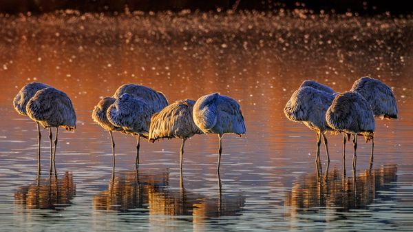 Sandhill cranes, Bosque del Apache National Wildlife Refuge, New Mexico, USA