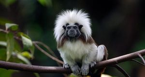 哥伦比亚北部的绒顶柽柳猴 (© Thomas Marent/Corbis) &copy; (Bing China)