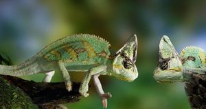 Chameleons (© Exactostock/SuperStock) &copy; (Bing Australia)