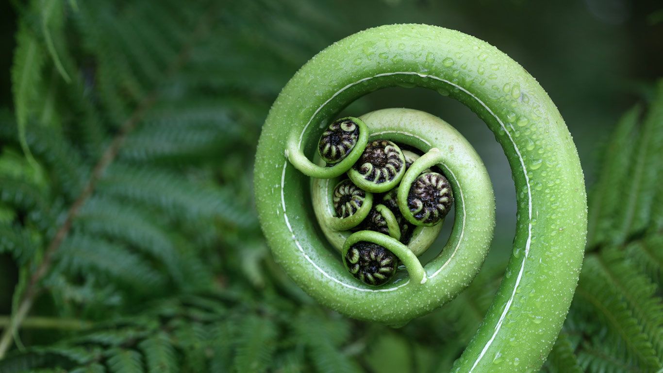 Silver fern frond, New Zealand