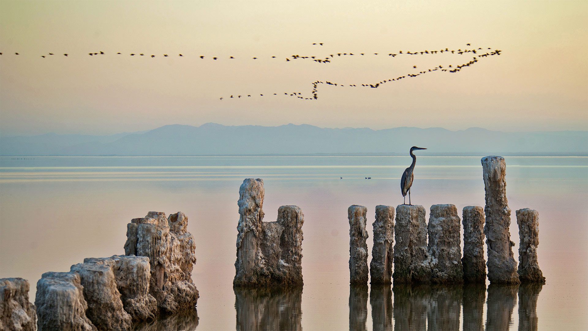 A heron perches on a piling at the Salton Sea in California