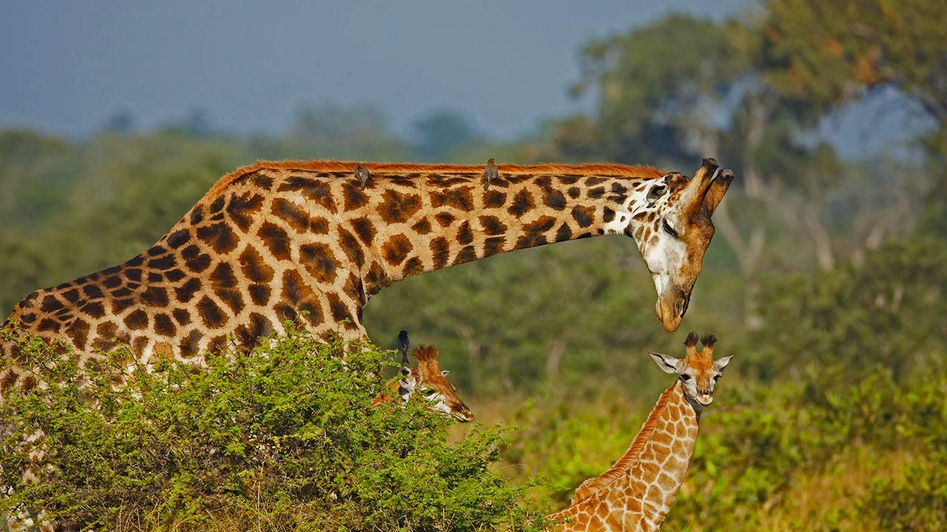 Male giraffe and two calves