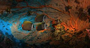 Collare butterflyfish and soft coral in Surin Islands Marine National Park, Thailand -- F. Stuart Westmorland/Corbis &copy; (Bing Australia)