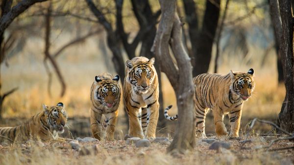 A family of Bengal tigers at Ranthambore National Park, Rajasthan, India