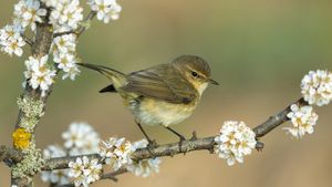 Zilpzalp, Deutschland (© Andyworks/Getty Images)(Bing Deutschland)