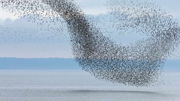 Semipalmated Sandpiper (Calidris pusilla) flock flying over the Bay of Fundy, New Brunswick