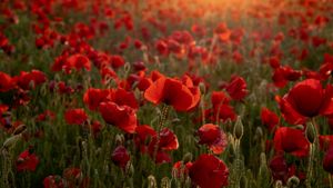 Poppy field (© Howard Double/iStock/Getty Images)(Bing United Kingdom)