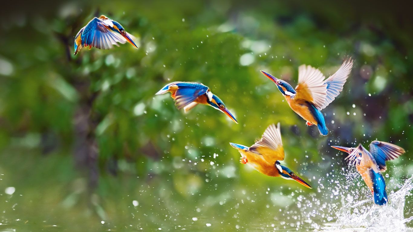 Kingfishers, Taipei, Taiwan