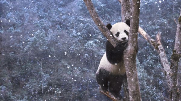 Panda, Sichuan, China