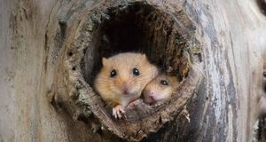 Muscardins dans leur nid, Normandie (© Gerard Lacz/Visuals Unlimited, Inc.) &copy; (Bing France)