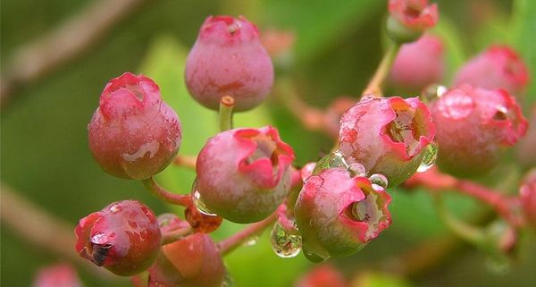 Blueberries