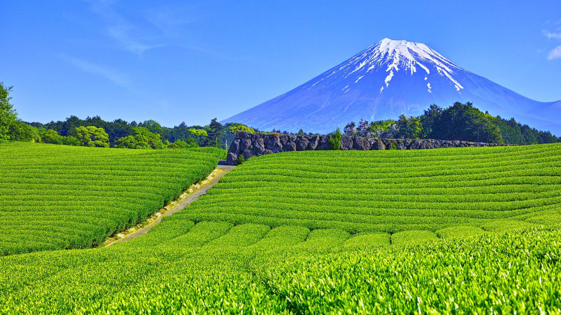 大淵笹場の茶畑, 静岡県 富士市