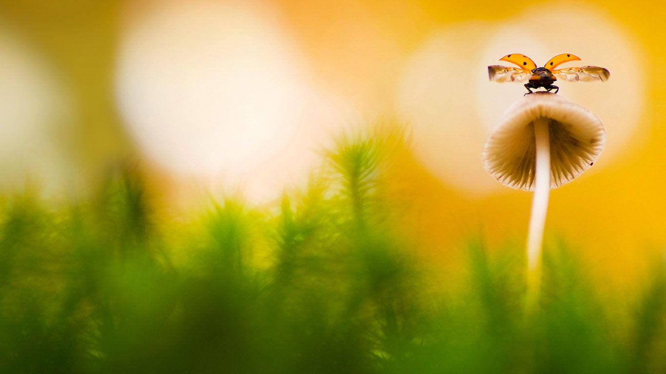 Seven-spot ladybird on a mushroom in Arnhem, Netherlands