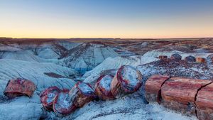 化石の森国立公園, 米国 アリゾナ州 (© Ian Shive/Tandem Stills + Motion)(Bing Japan)