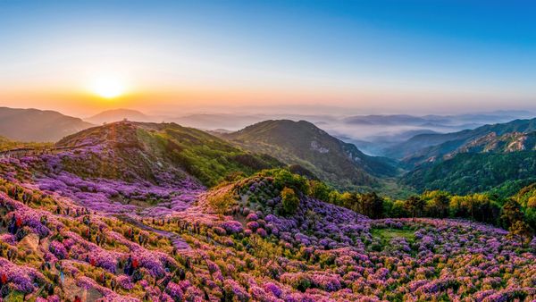 Azalee reali in fiore sul monte Hwangmaesan, Corea del Sud