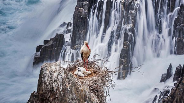 A white stork and chicks nesting in Southwest Alentejo and Vicentine Coast Natural Park, Portugal