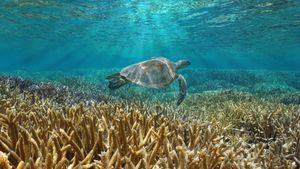 A green sea turtle swims in the Pacific Ocean near the French overseas territory of New Caledonia (© Damsea/Shutterstock)(Bing New Zealand)