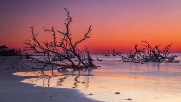 Driftwood on Boneyard Beach, Hunting Island, South Carolina, United States