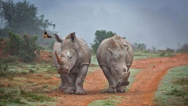 Rhinos and an oxpecker bird in the Amakhala Game Reserve, South Africa