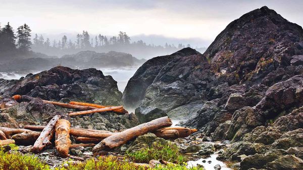 Driftwood logs on the Pacific Coast, Wild Pacific Trail, Vancouver Island, British Columbia, Canada