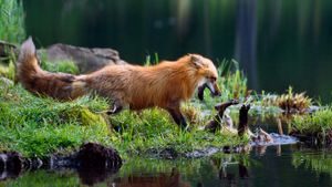 Maman renard roux jouant avec son petit (© Konrad Wothe/Minden Pictures)(Bing France)