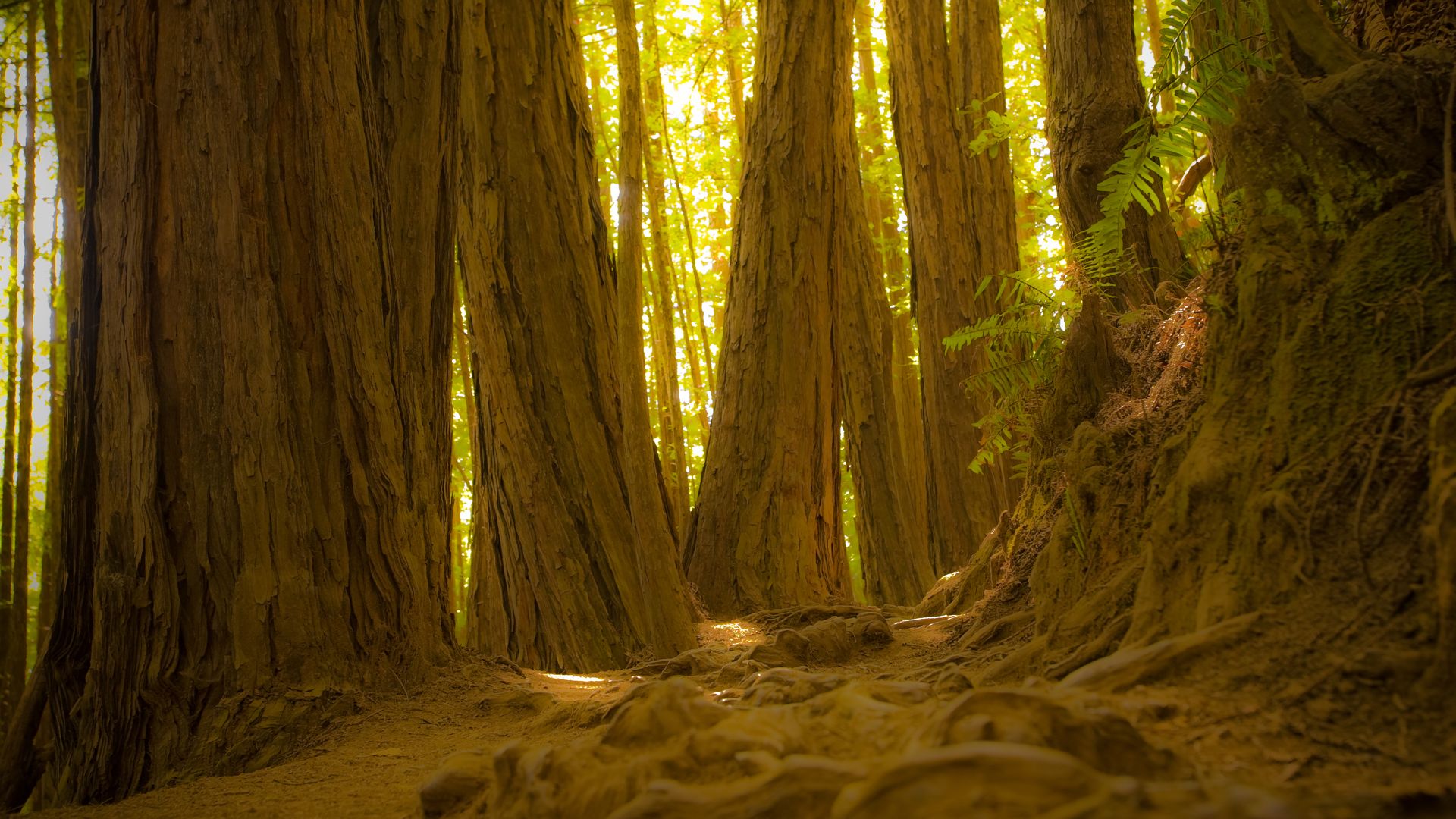 Giant redwood trees in Muir Woods National Monument, California, USA