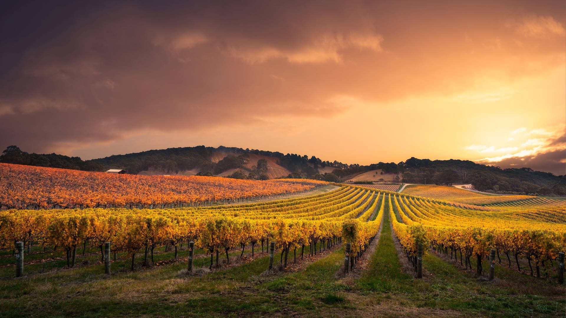 Vineyard in the Adelaide Hills, Australia